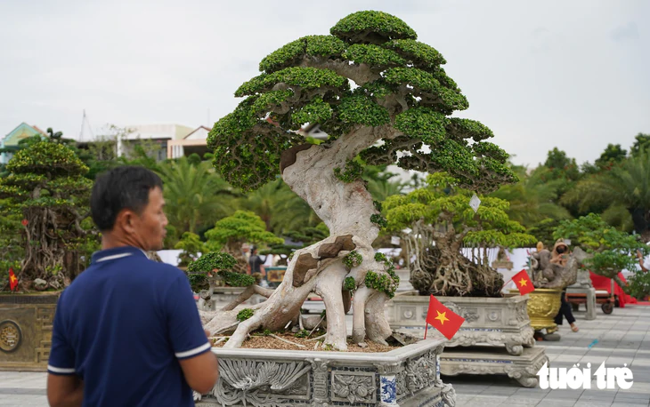 Hơn 400 'siêu cây' bonsai tề tựu về Quảng Ngãi, có cây được định giá 6,3 tỉ đồng - Ảnh 6.