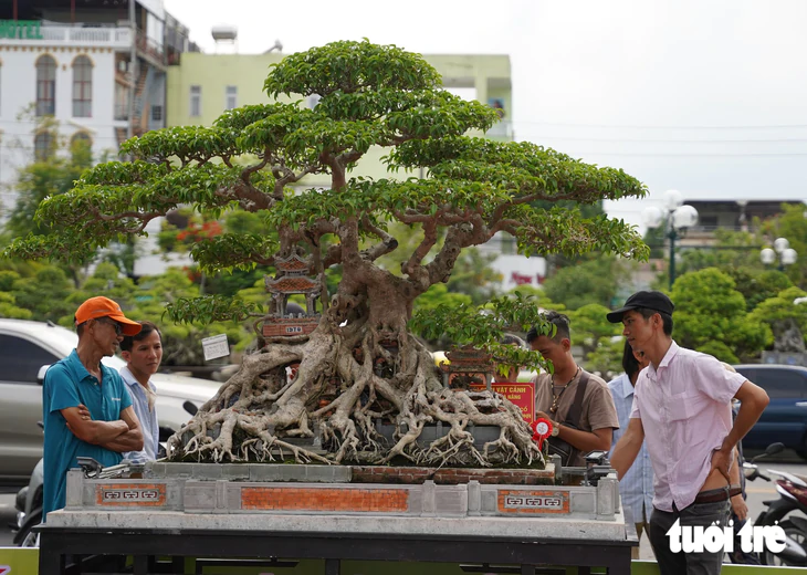Hơn 400 'siêu cây' bonsai tề tựu về Quảng Ngãi, có cây được định giá 6,3 tỉ đồng - Ảnh 7.