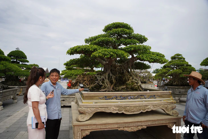Hơn 400 'siêu cây' bonsai tề tựu về Quảng Ngãi, có cây được định giá 6,3 tỉ đồng - Ảnh 8.