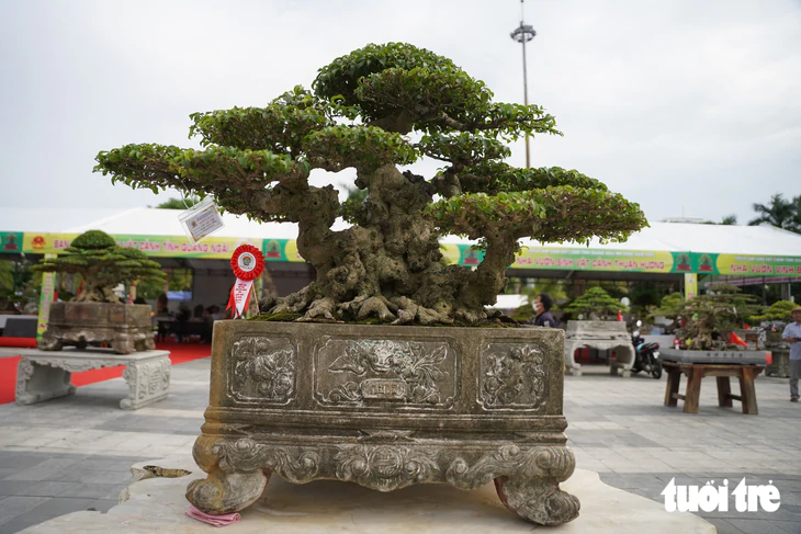 Hơn 400 'siêu cây' bonsai tề tựu về Quảng Ngãi, có cây được định giá 6,3 tỉ đồng - Ảnh 9.