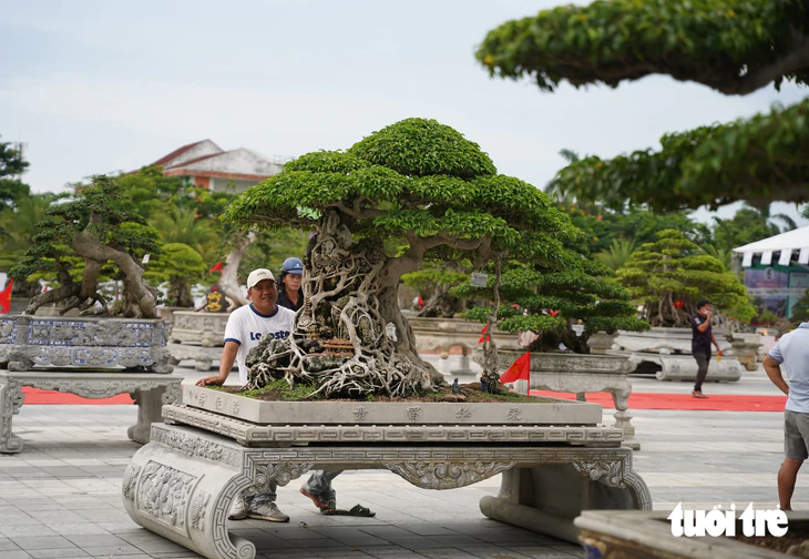 Hơn 400 'siêu cây' bonsai tề tựu về Quảng Ngãi, có cây được định giá 6,3 tỉ đồng - Ảnh 10.
