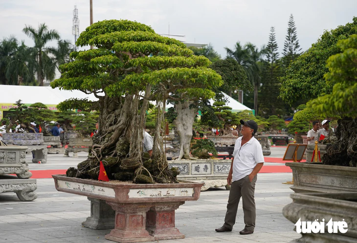 Hơn 400 'siêu cây' bonsai tề tựu về Quảng Ngãi, có cây được định giá 6,3 tỉ đồng - Ảnh 11.