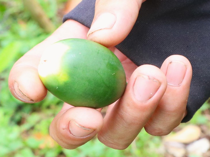 Cau xứ Tiên giá nhích lên, nông dân vẫn thấp thỏm - Ảnh 4.