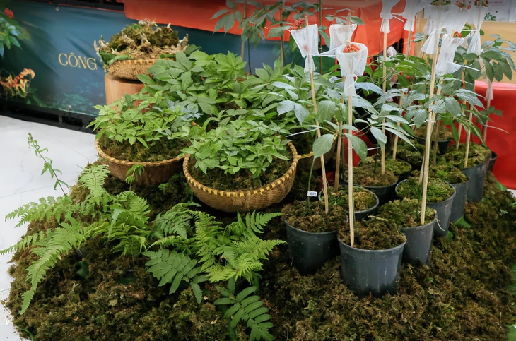 Một doanh nghiệp đề xuất dự án 1.200ha trồng cây quốc bảo sâm Ngọc Linh trên núi cao ở Đà Nẵng - Ảnh 1.