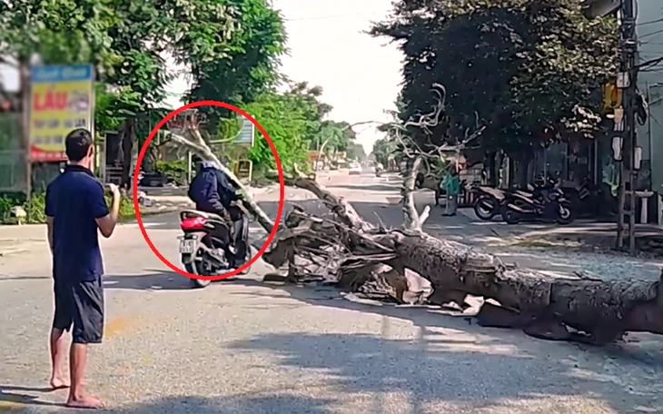 Vụ chặt hạ cây đổ đè chết người đi đường: Gia đình tự thuê người chặt cây chết trước nhà - Ảnh 2.
