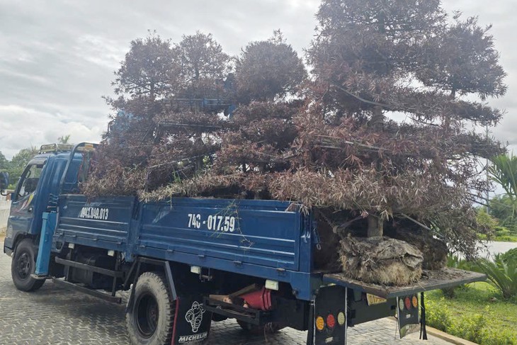 Nhổ hàng loạt cây xanh chết khô tại dự án tu bổ di tích Hiền Lương - Ảnh 3.