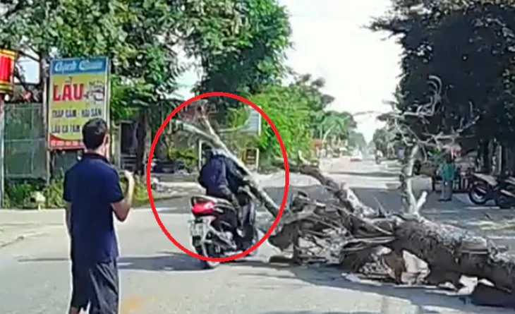 Vụ chặt hạ cây xanh đè chết người đi đường: Gia đình tự thuê người chặt cây chết trước nhà - Ảnh 1.