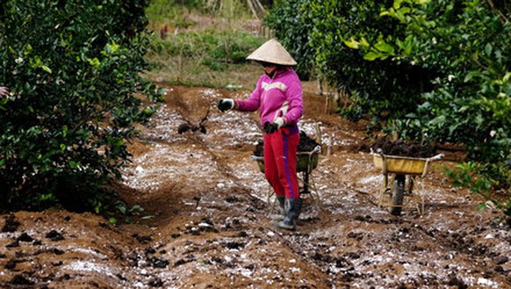 Nông dân tại Măng Đen (tỉnh Kon Tum) cải tạo đất bằng phân bò và làm sạch vi khuẩn trong đất bằng vôi bột để chuẩn bị trồng rau theo quy trình hữu cơ. Ảnh: MAI VINH