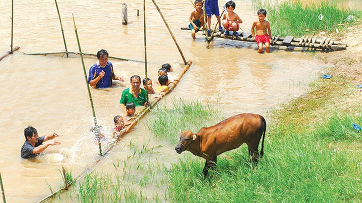 Bò xuất hiện tại hồ bơi dã chiến là chuyện thường ngày