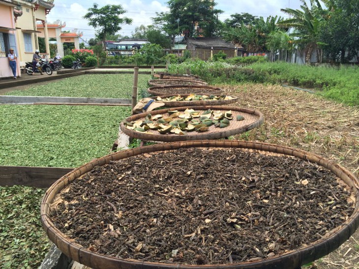 Thuốc nam được phơi trong sân chùa - Ảnh: Trần Thùy Linh