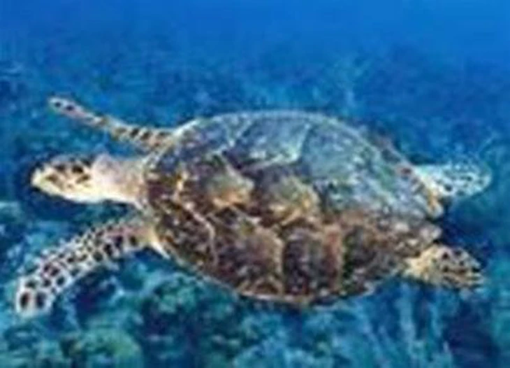 Phát hiện rùa đầu đen quý hiếm bò vào rẫy nhà dân sau đợt lũ “lịch sử” trên sông cái Phan Rang - Ảnh 3.