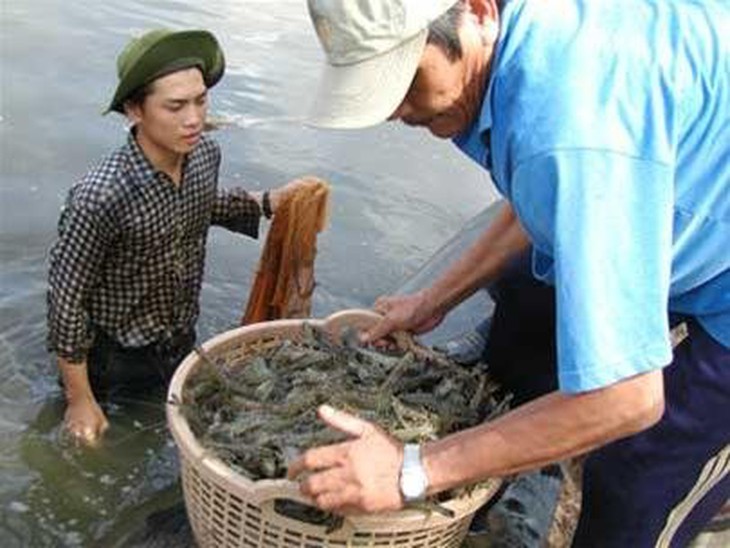 Xuất khẩu tôm VN vào châu Âu sẽ gặp nhiều khó khăn