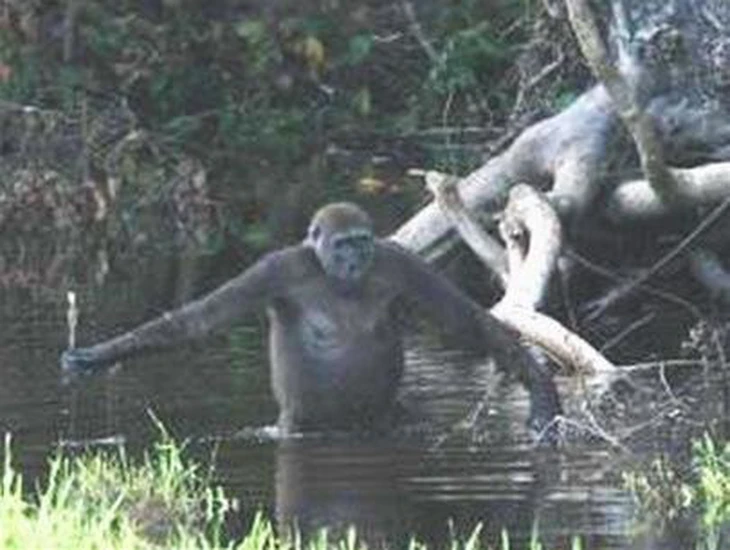 Đến lục địa đen tìm dã thú Gorilla - Ảnh 4.