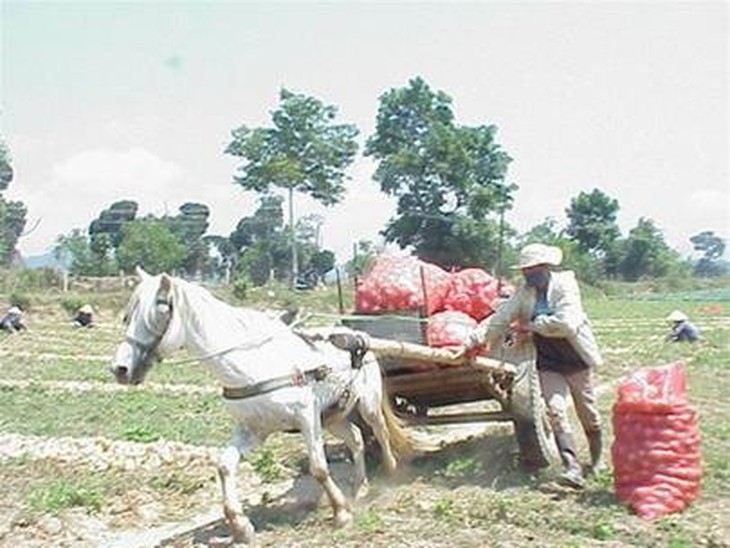 Vó ngựa miền Đơn Dương