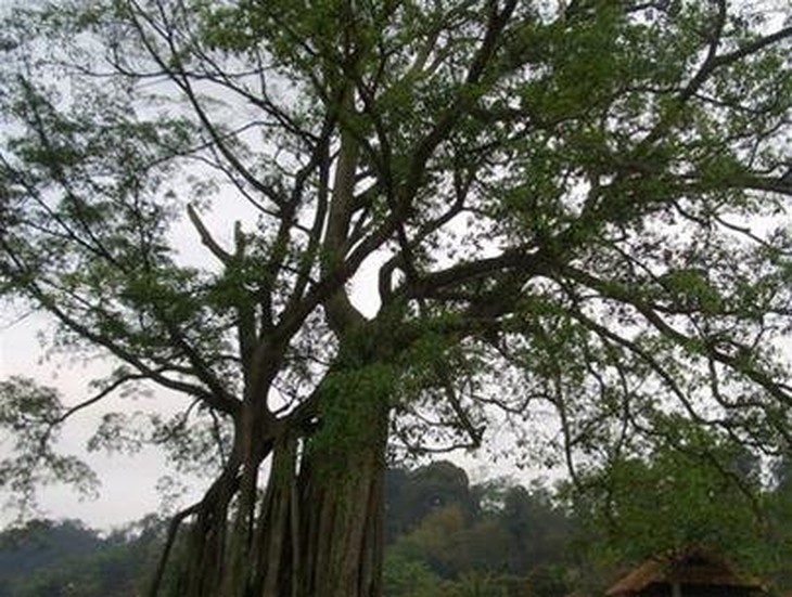 Mật mã Ba Đình - Kỳ 2: Ông Ké ở rừng Tân Trào - Ảnh 5.