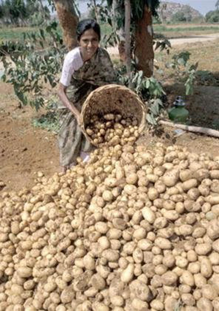 Phát hiện thú vị: Tổ tiên của khoai tây là... cà chua - Ảnh 4.