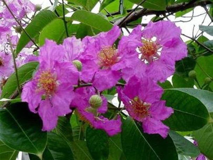 Du khách mê mẩn với 'thảm hoa' bằng lăng nhuộm tím cánh rừng - Ảnh 9.
