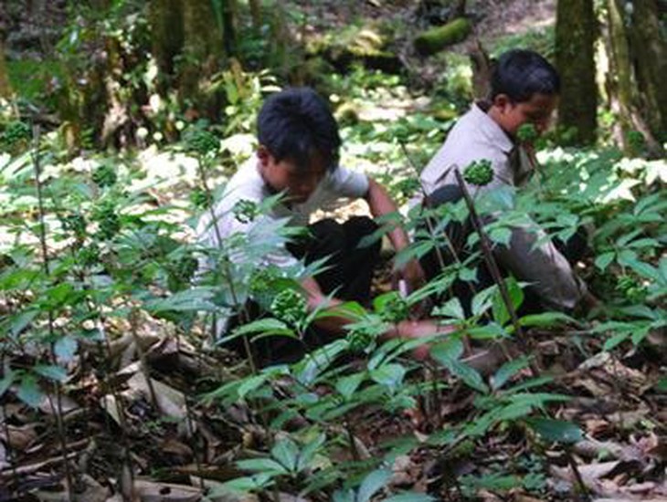 Hãy chăm một cái cây bằng tình yêu - Ảnh 4.