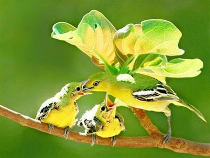 Tôi đi chụp trĩ sao, loài chim hiếm và khó thấy bậc nhất Việt Nam - Ảnh 6.