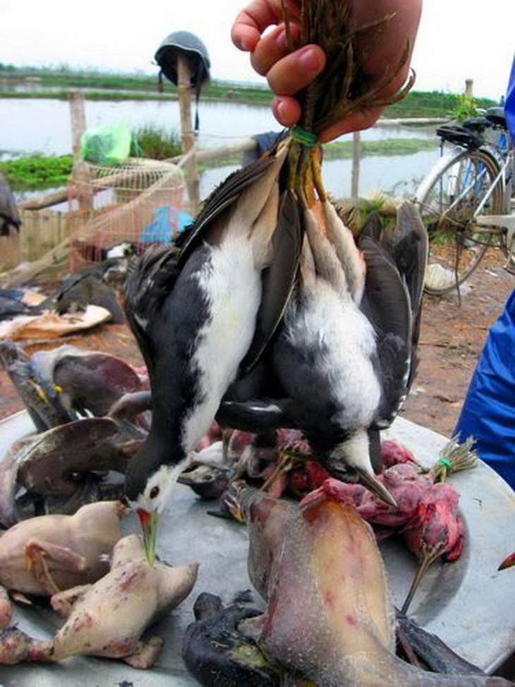 Bẫy chim trời giăng kín phá Tam Giang