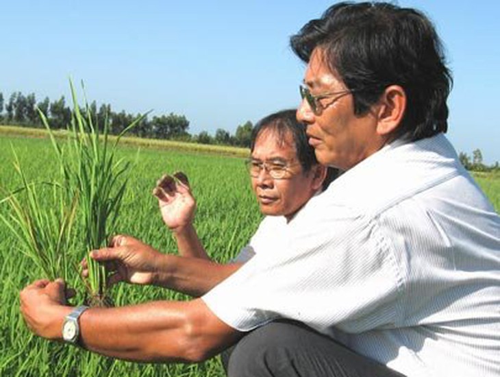 Ông Cua 'đẻ' hạt lúa vàng