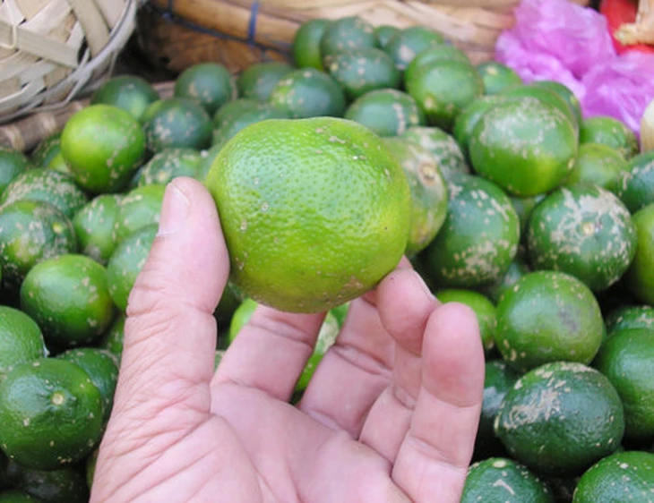 Giá chanh không hạt tăng mạnh gấp 3 lần dịp cận Tết - Ảnh 3.