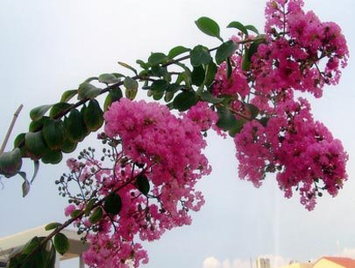 Đẹp nao lòng sắc hồng đường hoa tường vi bên đồng lúa xanh - Ảnh 15.