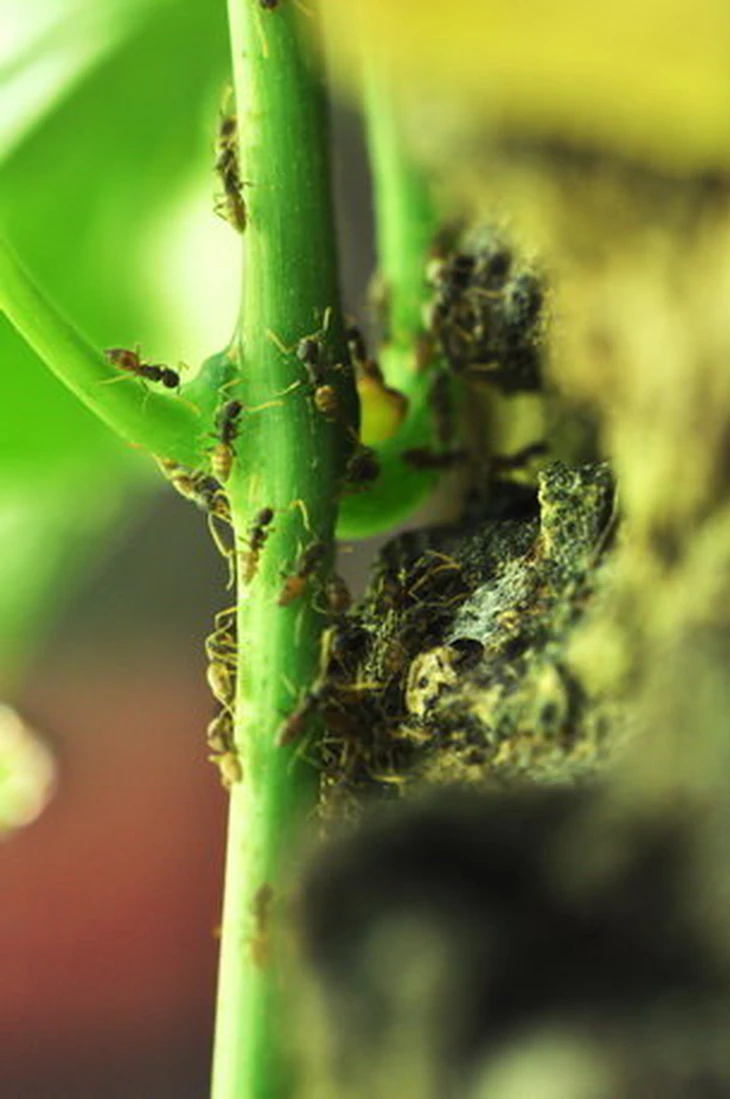 Sốc phản vệ nguy kịch sau khi ăn món trứng kiến - Ảnh 3.