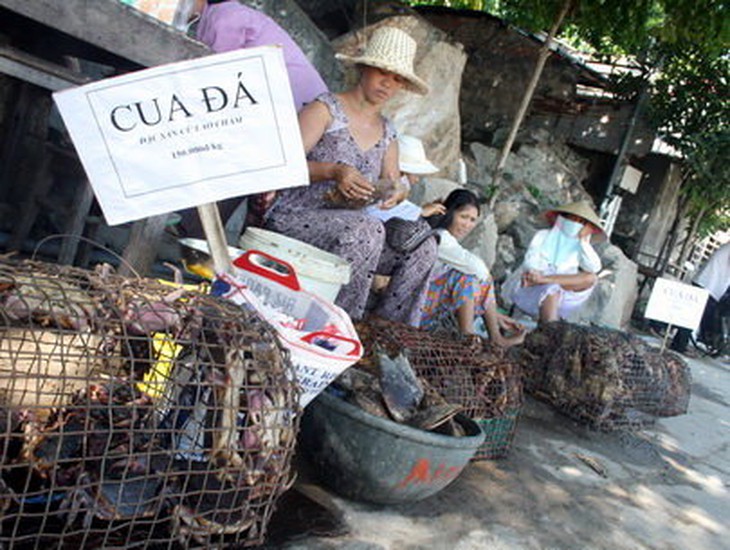 Tạm dừng khai thác cua đá Cù Lao Chàm từ ngày 1-8 - Ảnh 3.