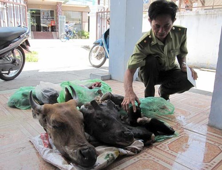 Vì sao lại ăn thịt động vật hoang dã?