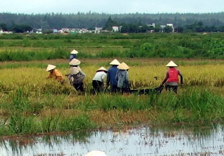 Nước tràn ngập sâu, lúa chín gục ngoài đồng, dân An Giang khóc buồn cắt mót từng bông lúa - Ảnh 9.