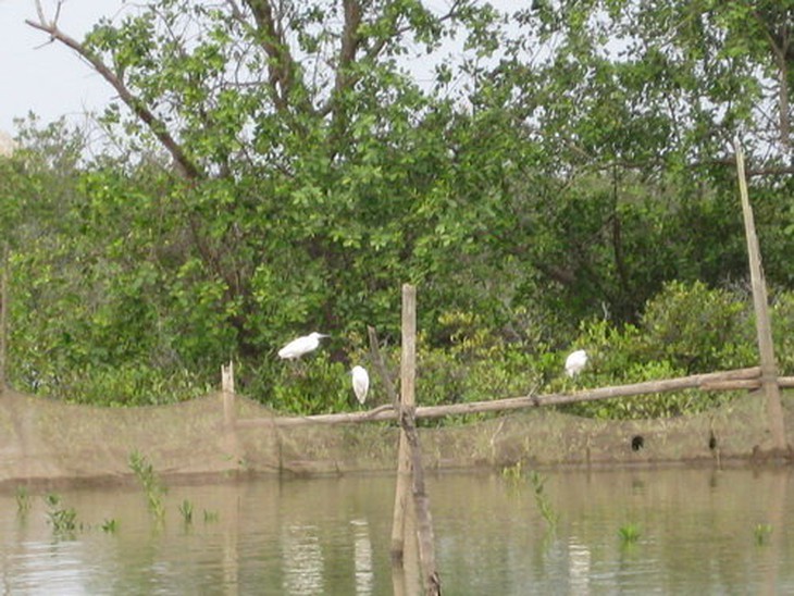 Đến khu Ramsar đầu tiên của Việt Nam