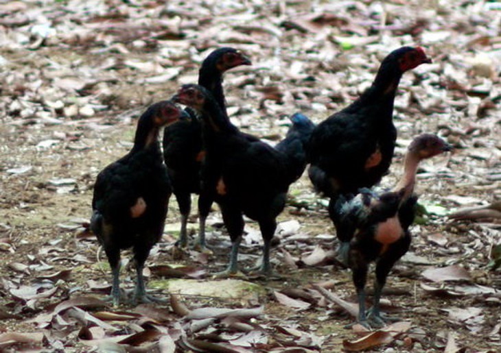 Gà đồi Yên Thế