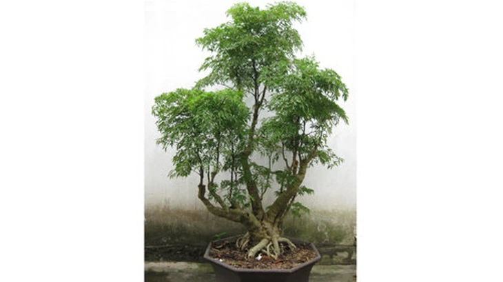 Công dụng bất ngờ của lá đinh lăng đối với sức khỏe - Ảnh 3.