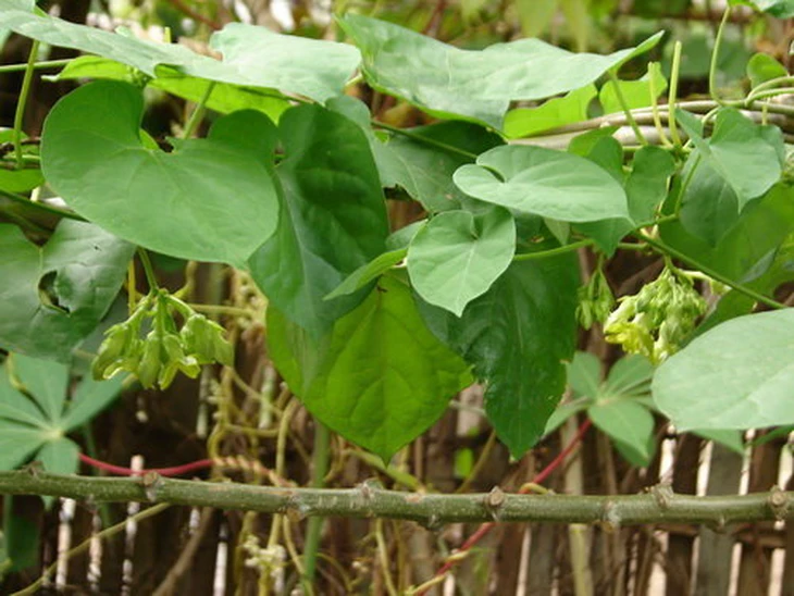 Canh hoa thiên lý – bát canh dịu mát giữa ngày chớm hè - Ảnh 5.