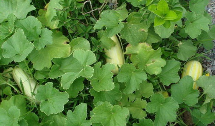 Dưa gang chấm với mắm rò Thuận An - Ảnh 6.