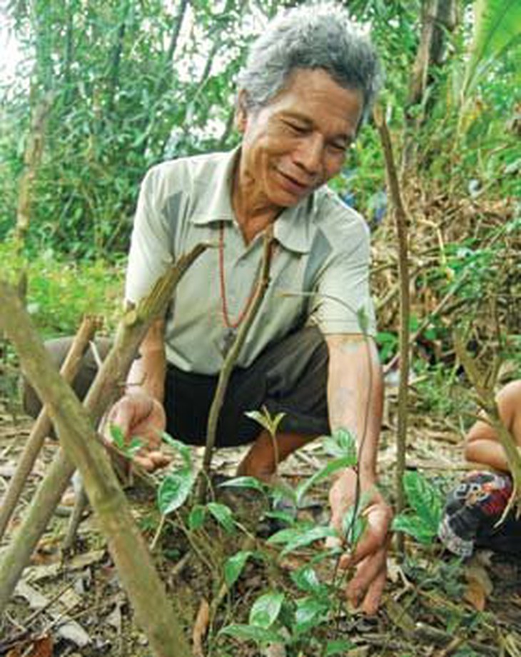 Trồng sâm ba kích