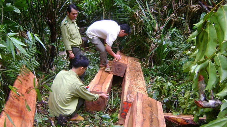 Vụ tịch thu 42 gốc mai vàng ở Côn Đảo: Người vi phạm đã nộp phạt - Ảnh 3.