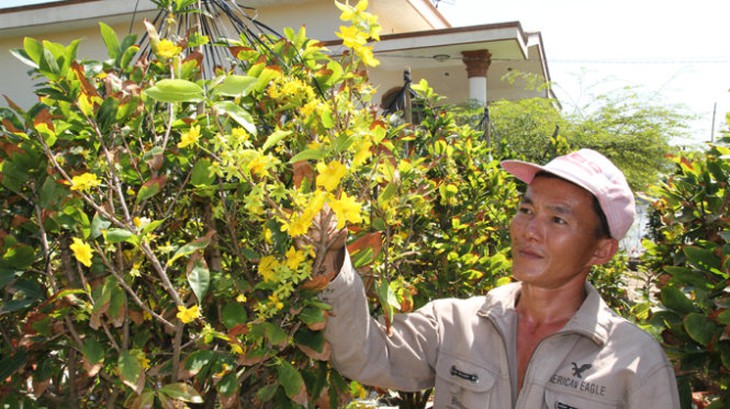 Mai vàng nở sớm