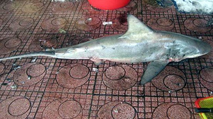 Bắt được cá mập trắng nặng 60kg tại biển Quy Nhơn