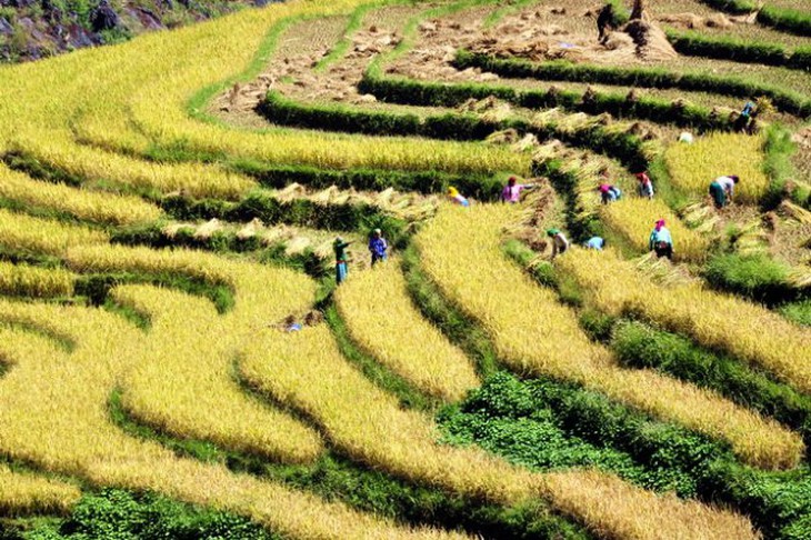 Ngắm ruộng bậc thang thượng du mùa lúa chín