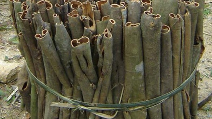 Quế Trà Bồng vào vụ, nhịp ấm no tỏa khắp núi rừng - Ảnh 2.