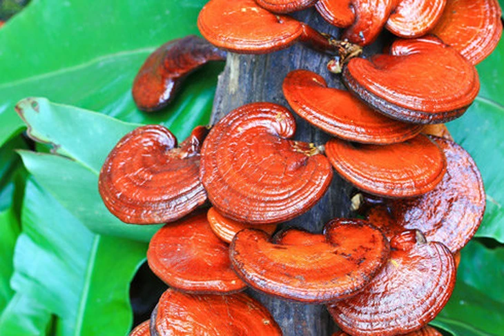 Nấm linh chi có chống được ung thư? - Ảnh 3.