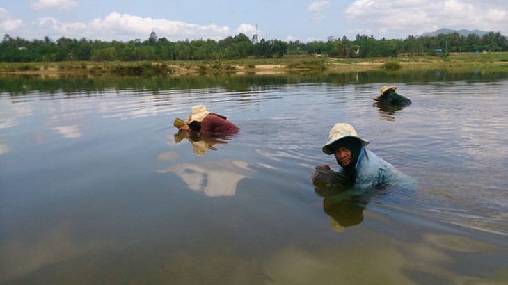 Ngâm mình mò ốc gạo