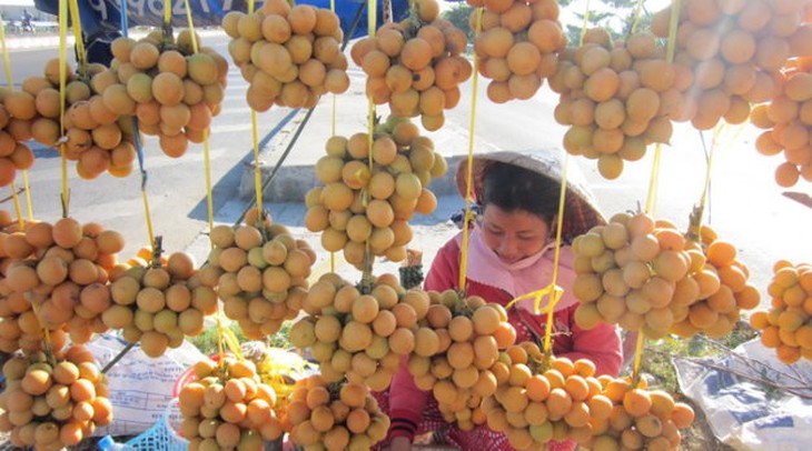 Về thăm xứ thanh trà