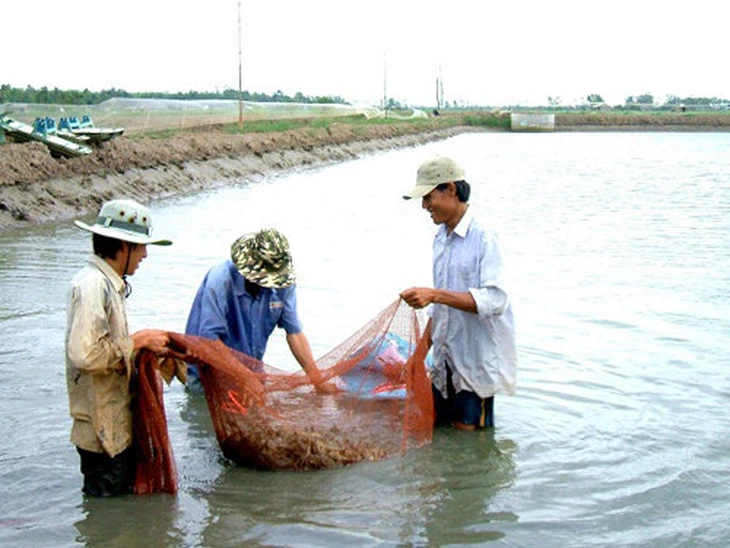  Giá tôm thẻ ở miền Tây giảm mạnh - Ảnh 2.