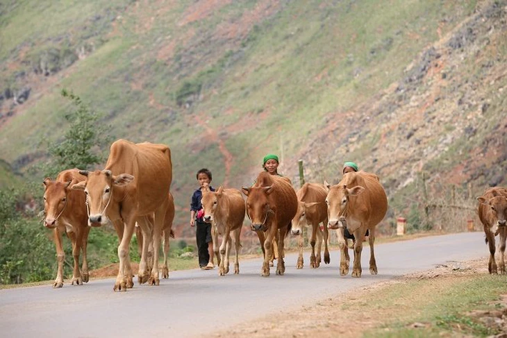 IFAD: Việt Nam từ quốc gia tiếp nhận thành nước chia sẻ kinh nghiệm phát triển nông nghiệp - Ảnh 4.