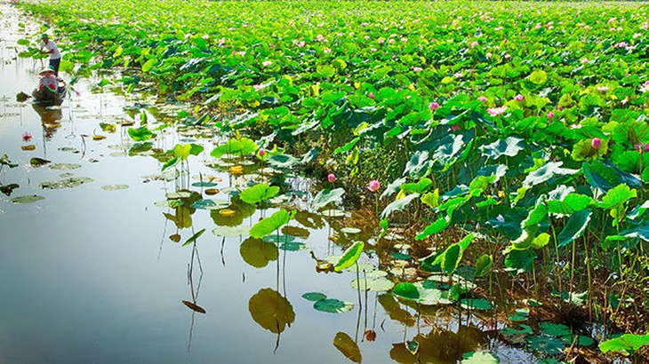 ​Thành phố hoa sen