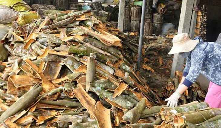 Quế Trà Bồng vào vụ, nhịp ấm no tỏa khắp núi rừng - Ảnh 18.