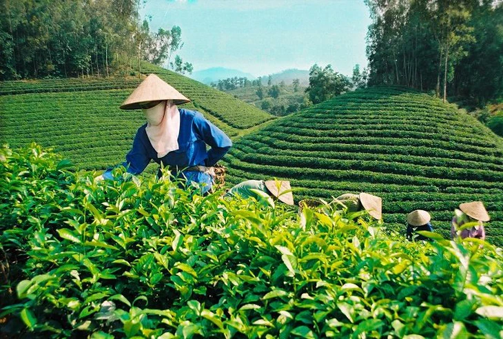 Bắt chủ xưởng sản xuất chè ở Ninh Bình dán nhãn thương hiệu Chè Thái Nguyên - Ảnh 4.
